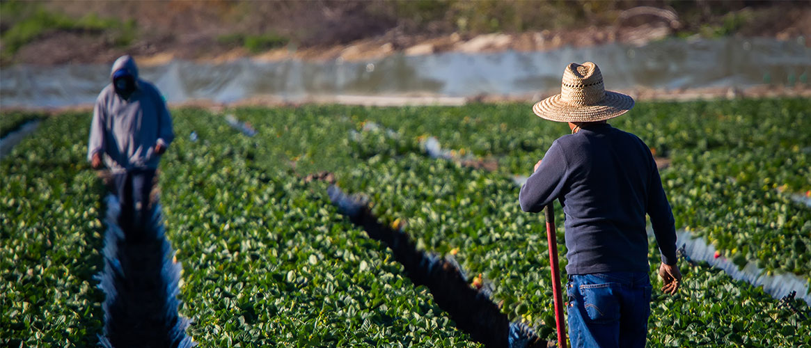 Farmers at work tending to crops in the field Farmers at work tending to crops in the field