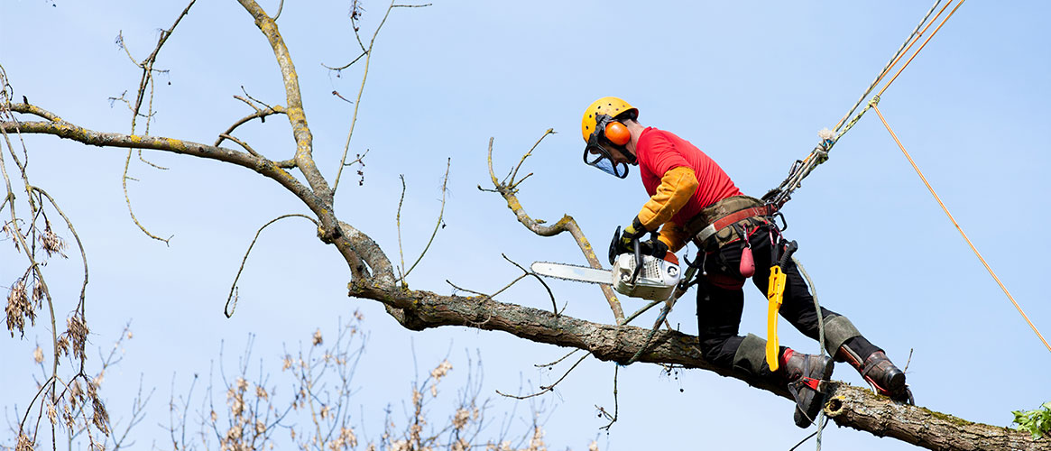 Tree trimmer using a chainsaw to trim branches while wearing fall protection.